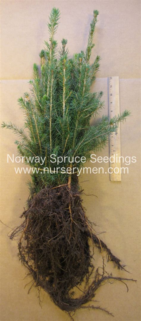 norway spruce tree seedlings for sale